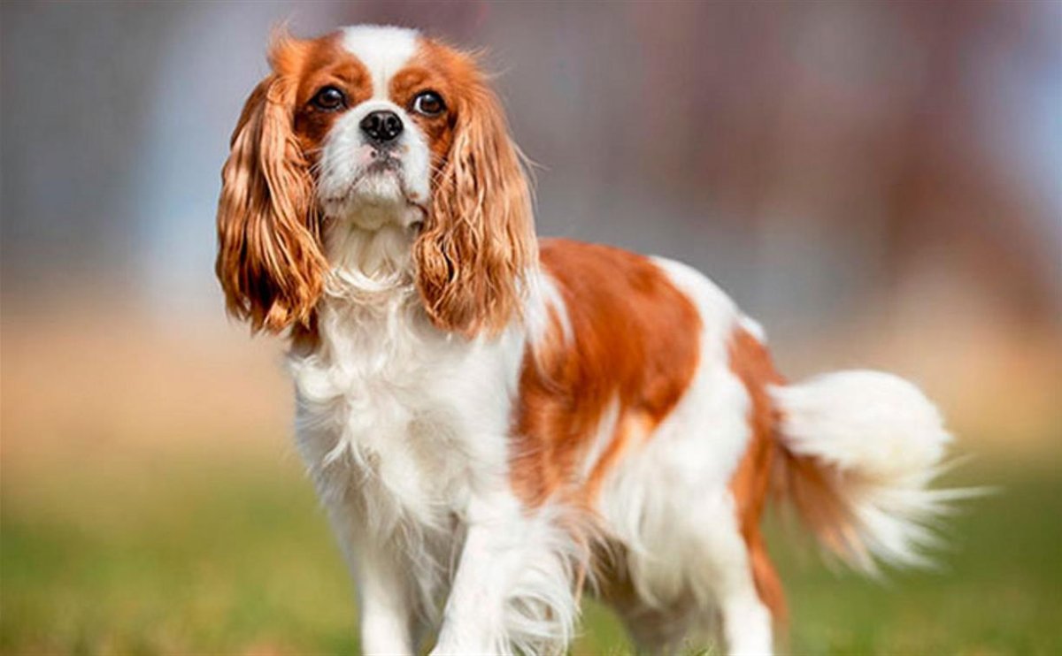 Королевский Кинг Чарльз