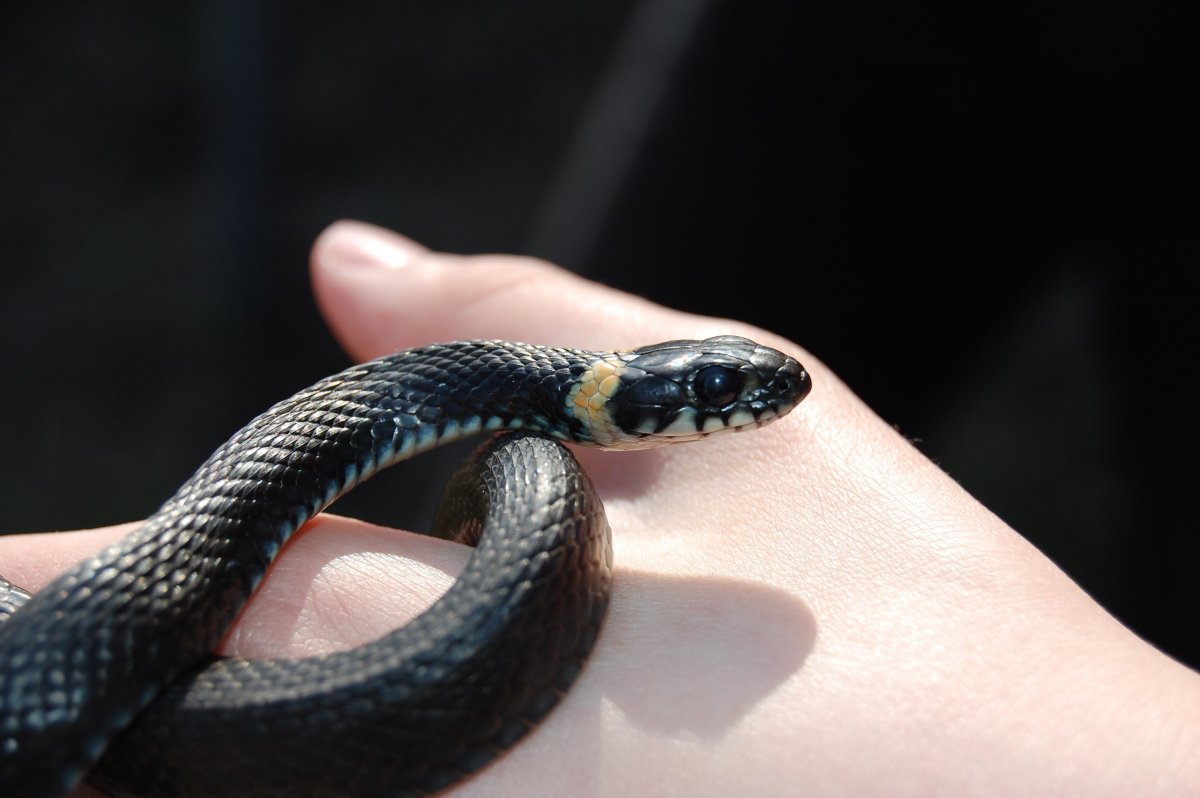 Королевская змея нигрита белая