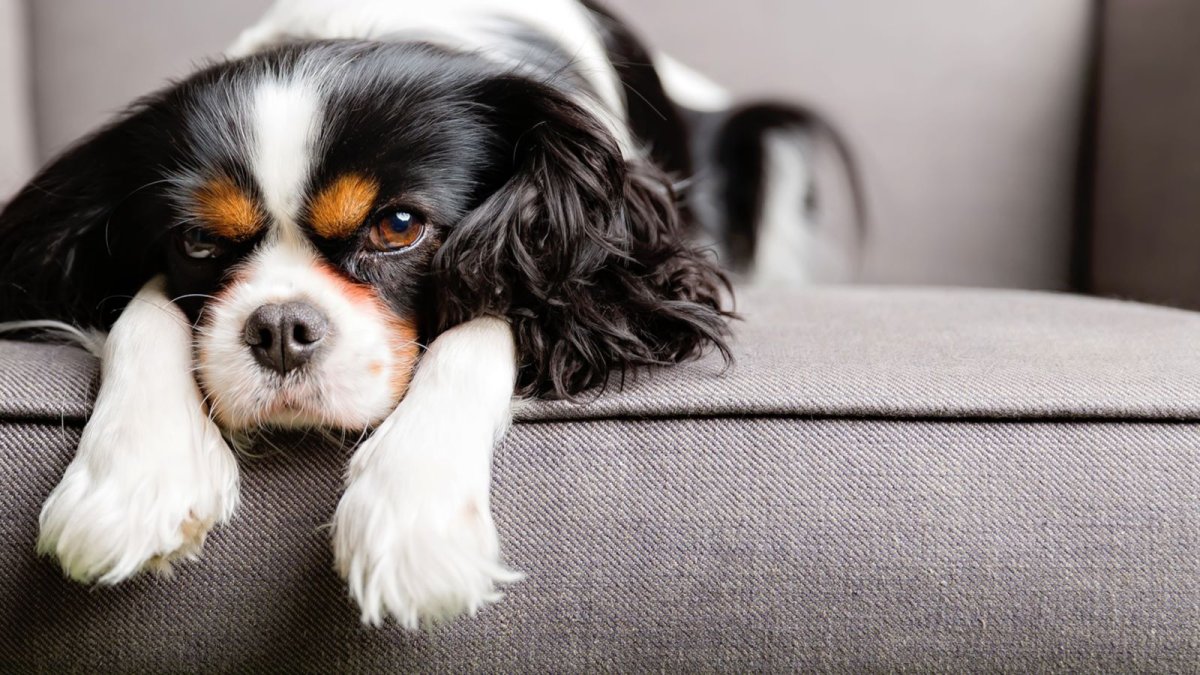 Кинг Чарльз спаниель черный