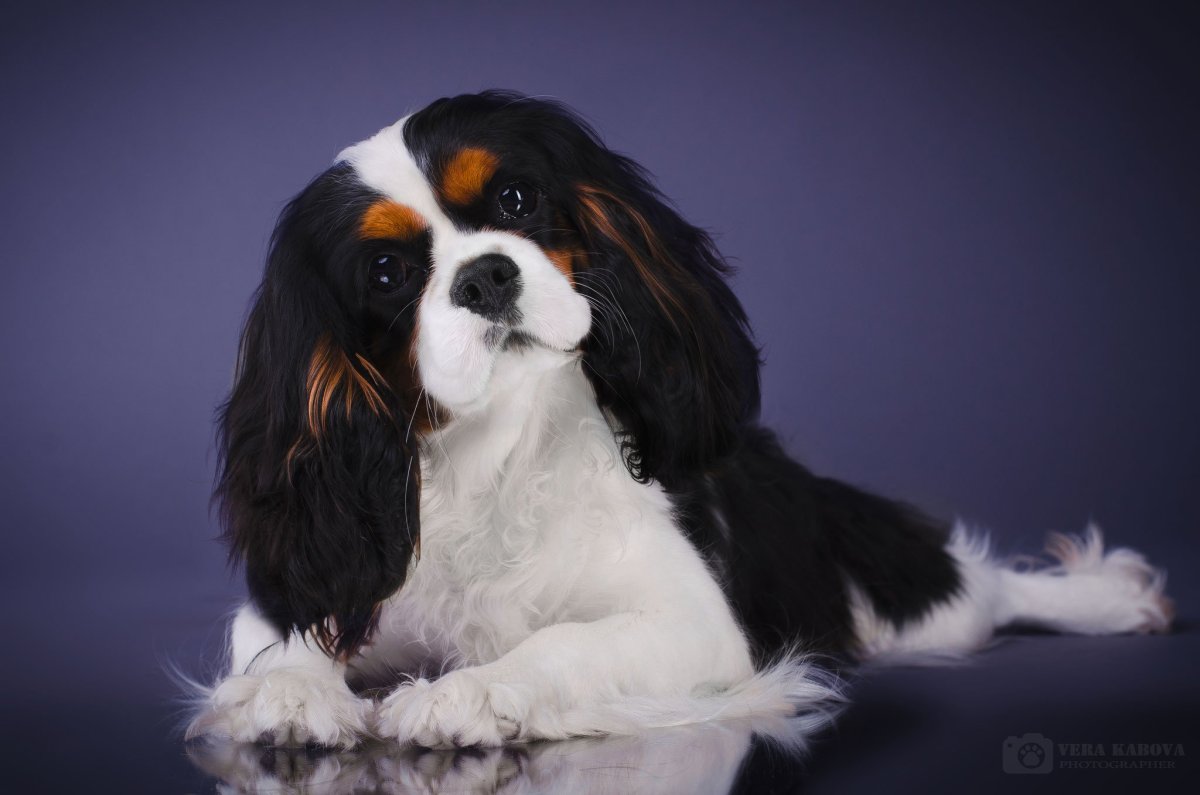 Кавалер Кинг Чарльз спаниель