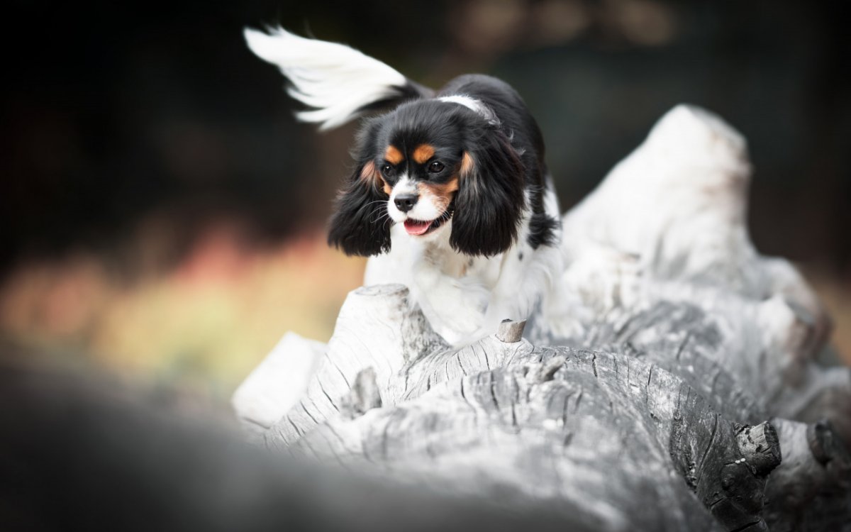 Кавалер Кинг Чарльз спаниель