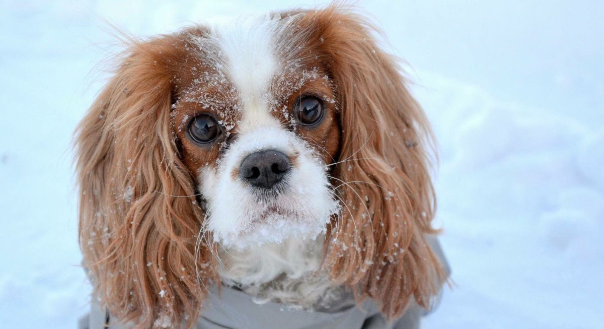 Кинг Чарльз спаниель морда