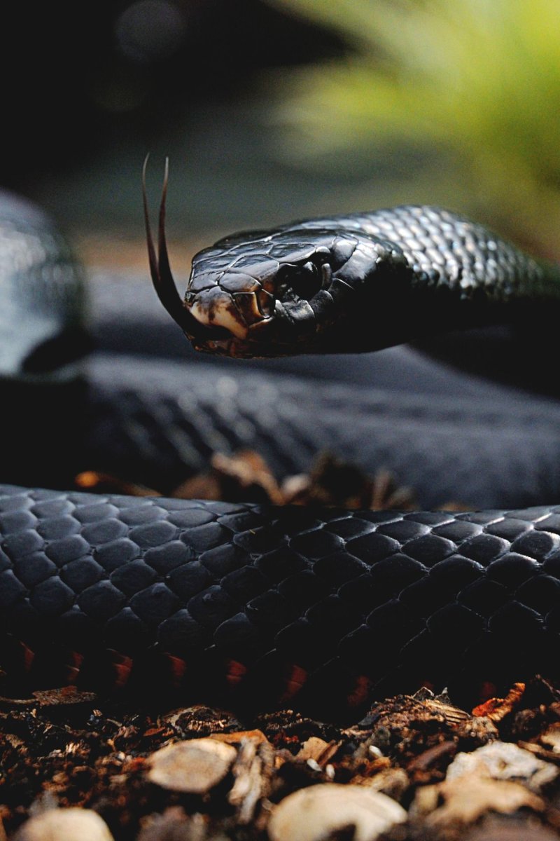 Маленькие гадюки