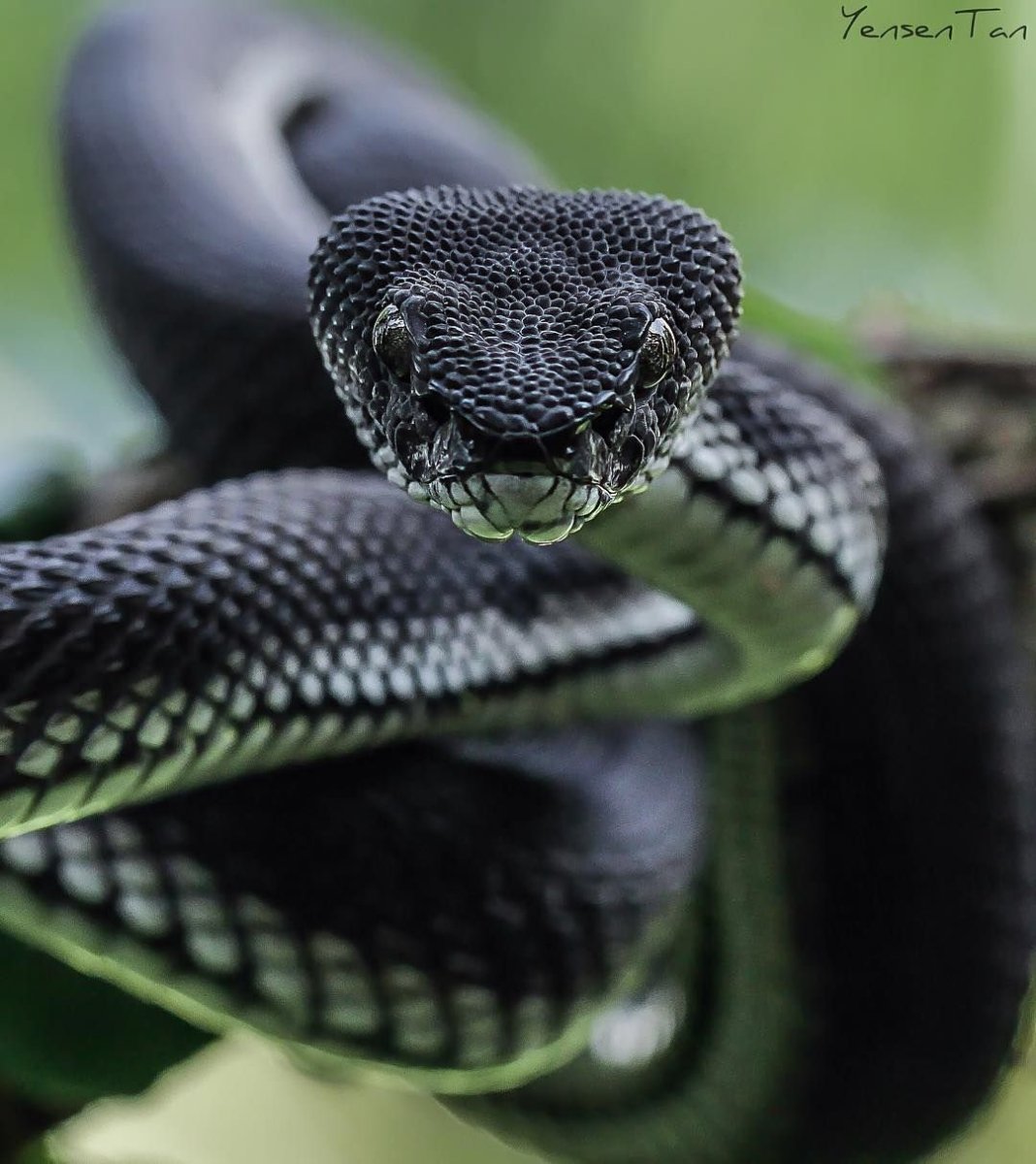 Голубая куфия змея