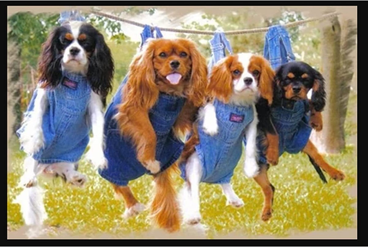 Кавалер Кинг Чарльз спаниель