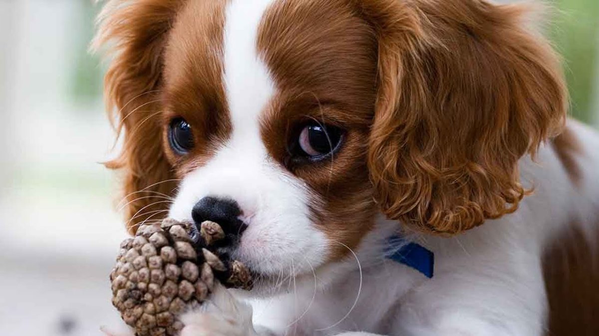 Кавалер Кинг Чарльз спаниель