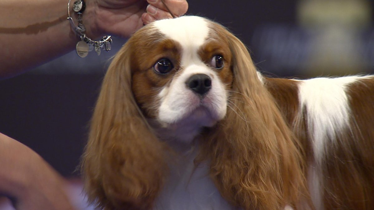 Кавалер Кин Чарльз спаниел