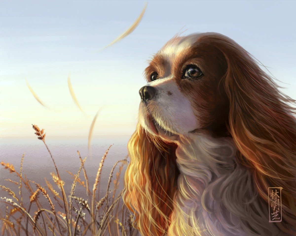 Кавалер Кинг Чарльз спаниель щенки