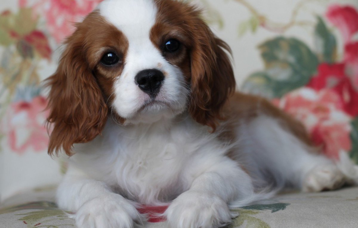 Кавалер-Кинг-Чарльз-спаниель окрасы