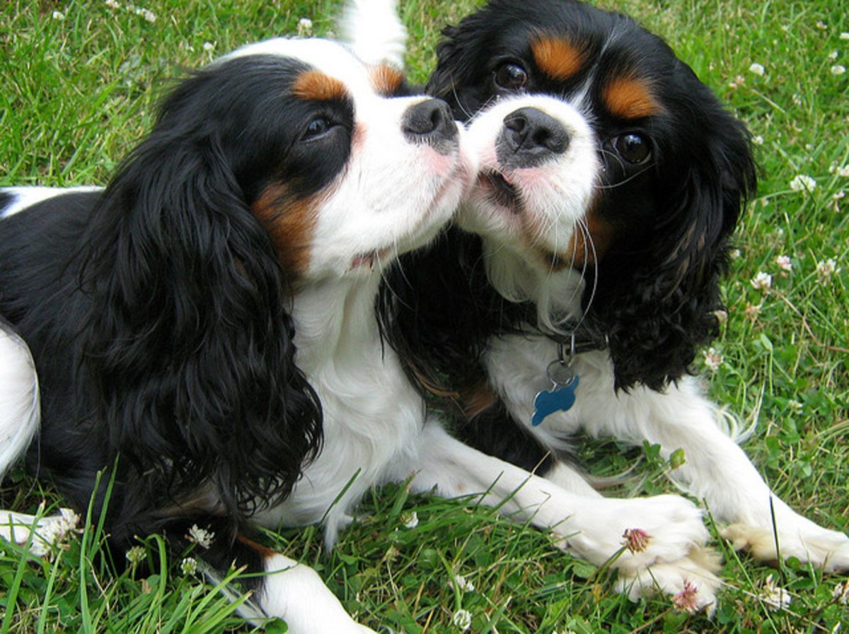 Кавалер Кинг Чарльз спаниель милые