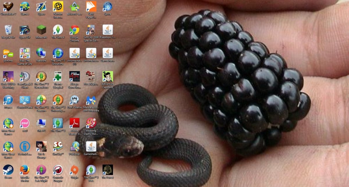 Черный Аспид змея