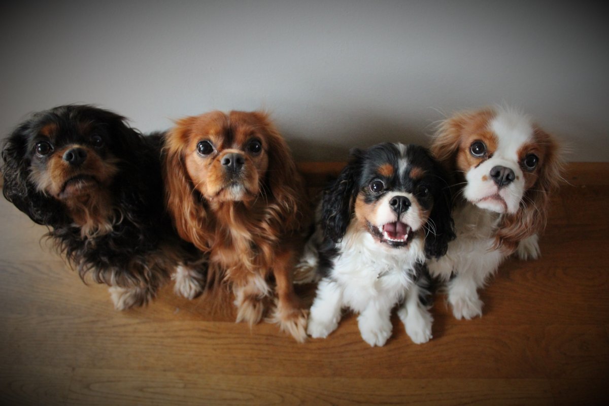 Кинг Чарльз спаниель Бленхейм