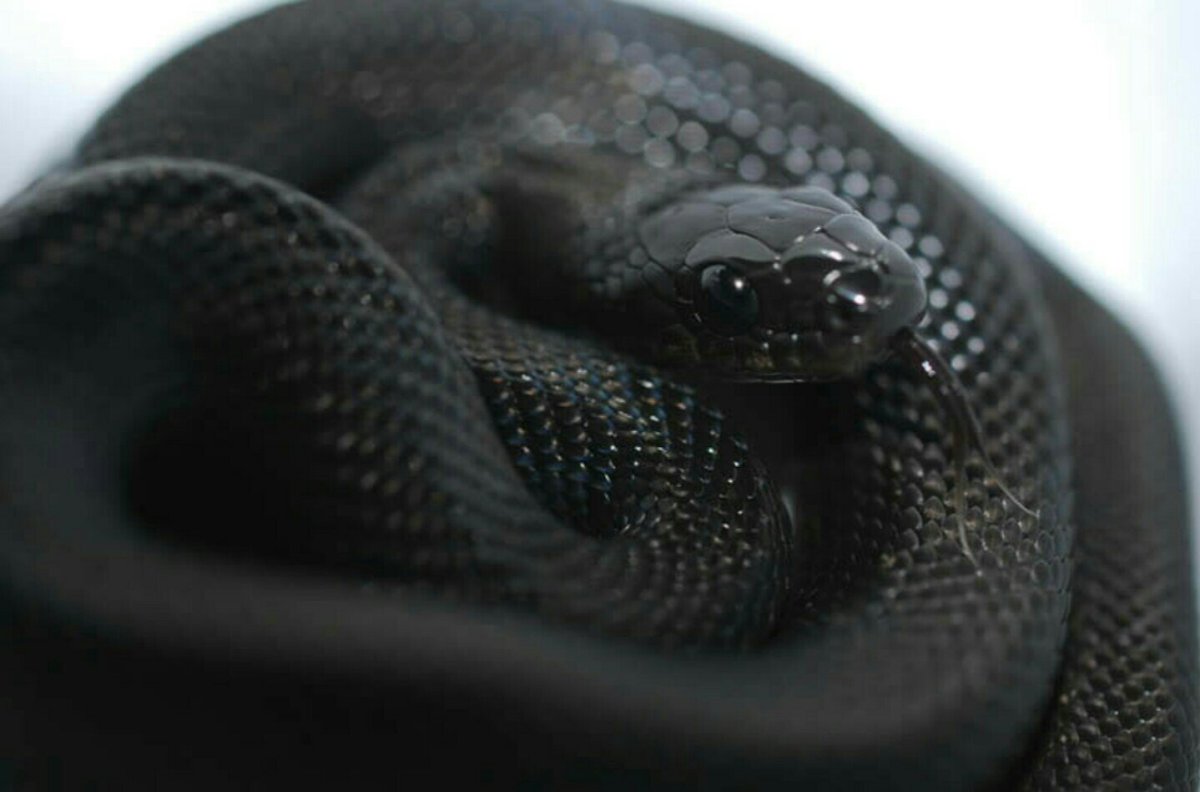 Гадюка обыкновенная Нора