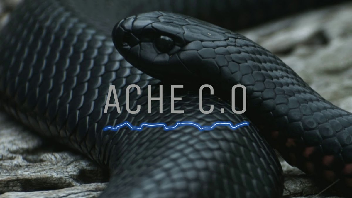 Королевская черная змея Nigrita