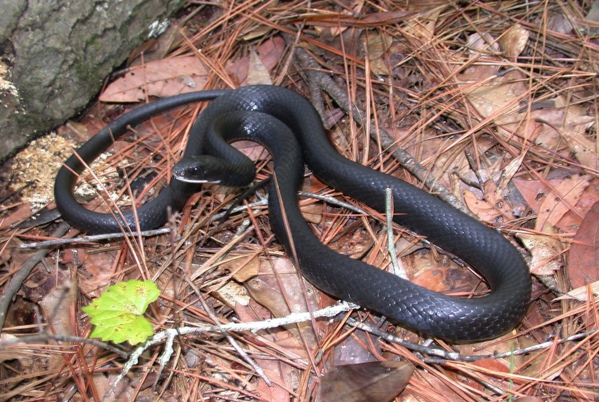 Pseudechis porphyriacus