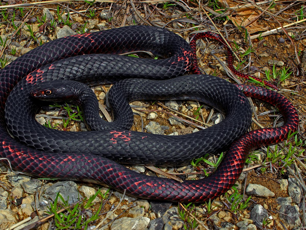 Чёрная мамба змея