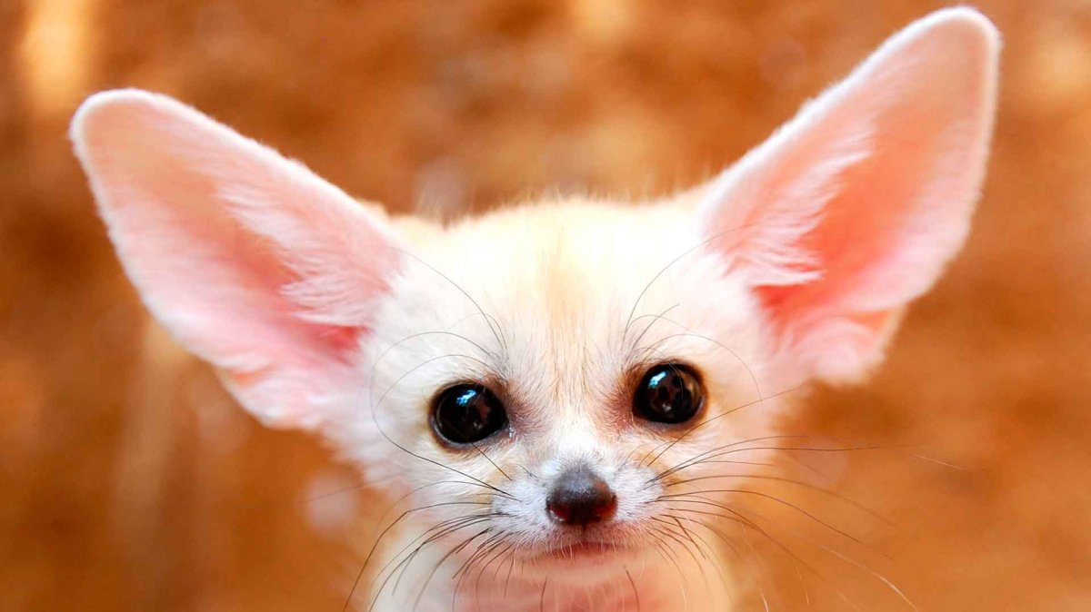 Фенек милый