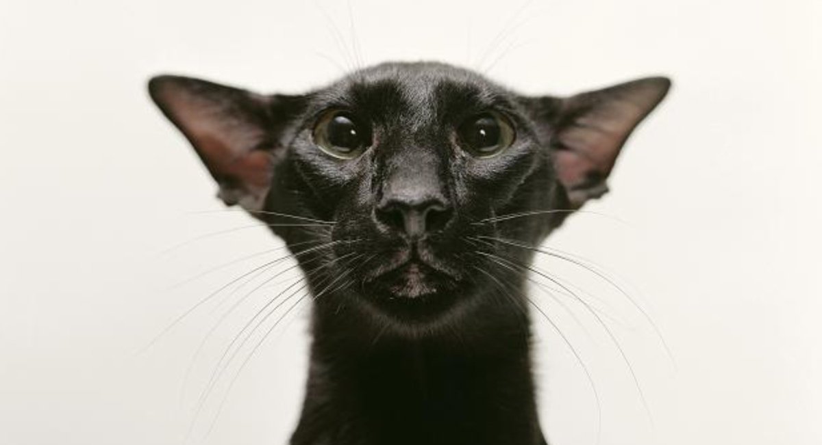 Лопоухие коты