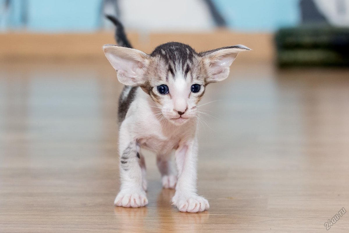 Кот сфинкс с большими ушами