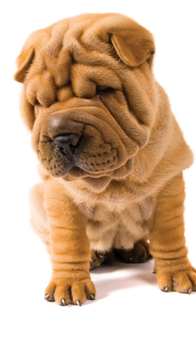 Собака шарпей