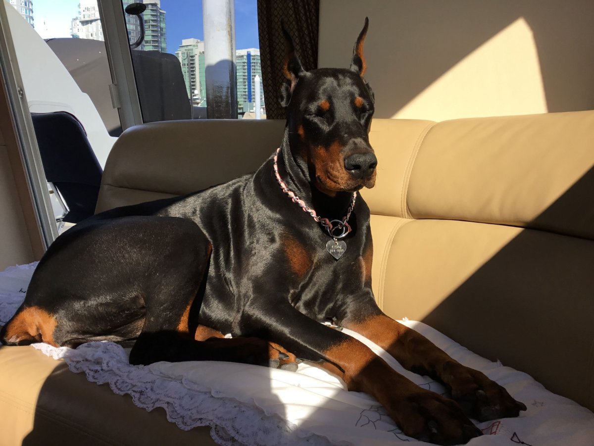 Королевский Доберман