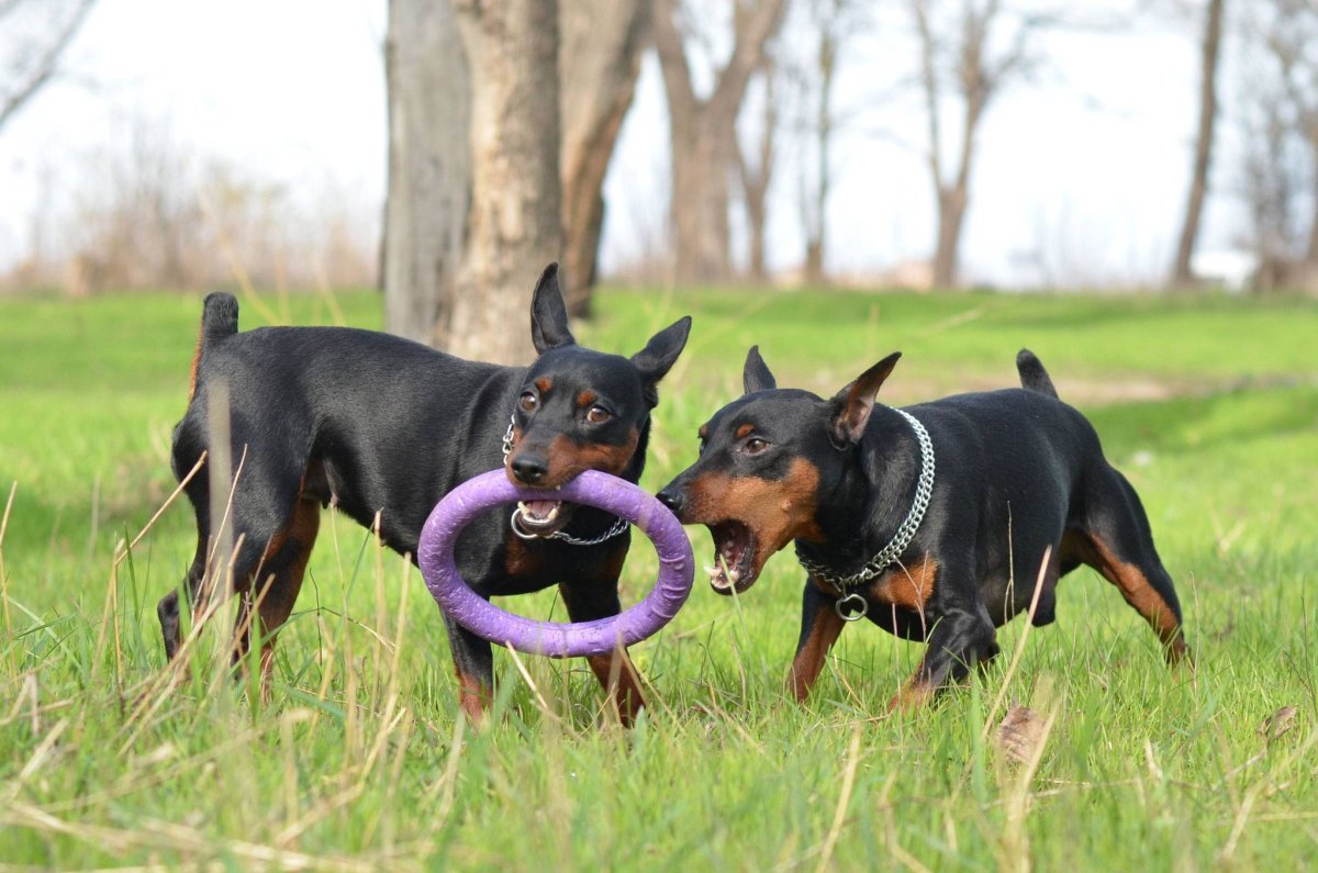 Цвингер пинчер