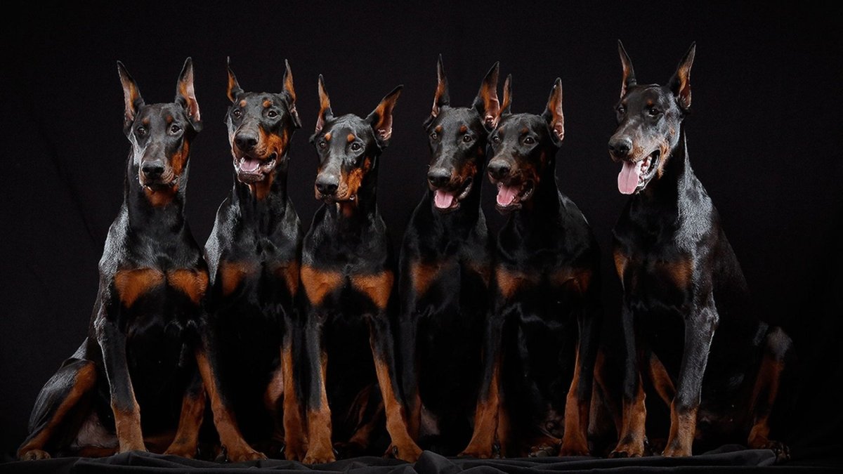 Доберман черный