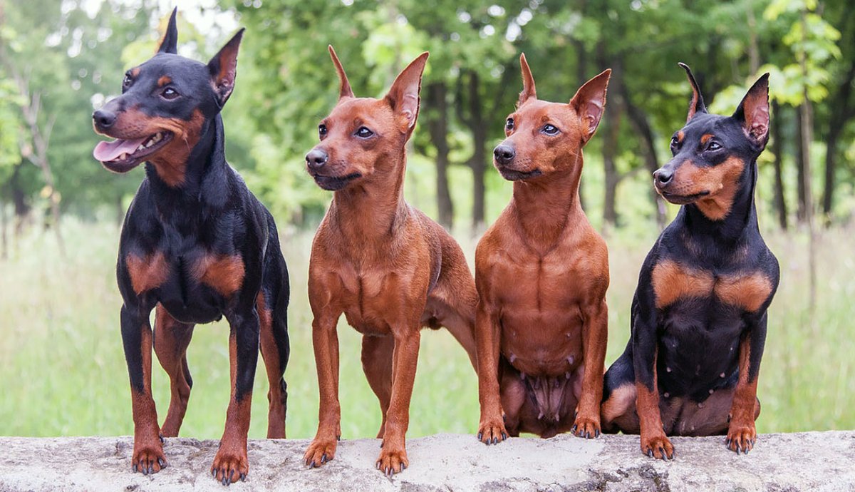 Карликовый длинношерстный Доберман