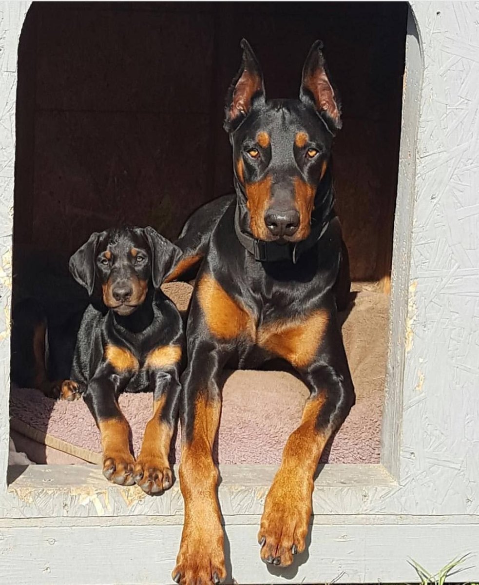 Собака Доберман щенок