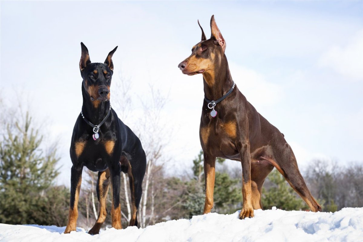Порода собак Доберман-пинчер
