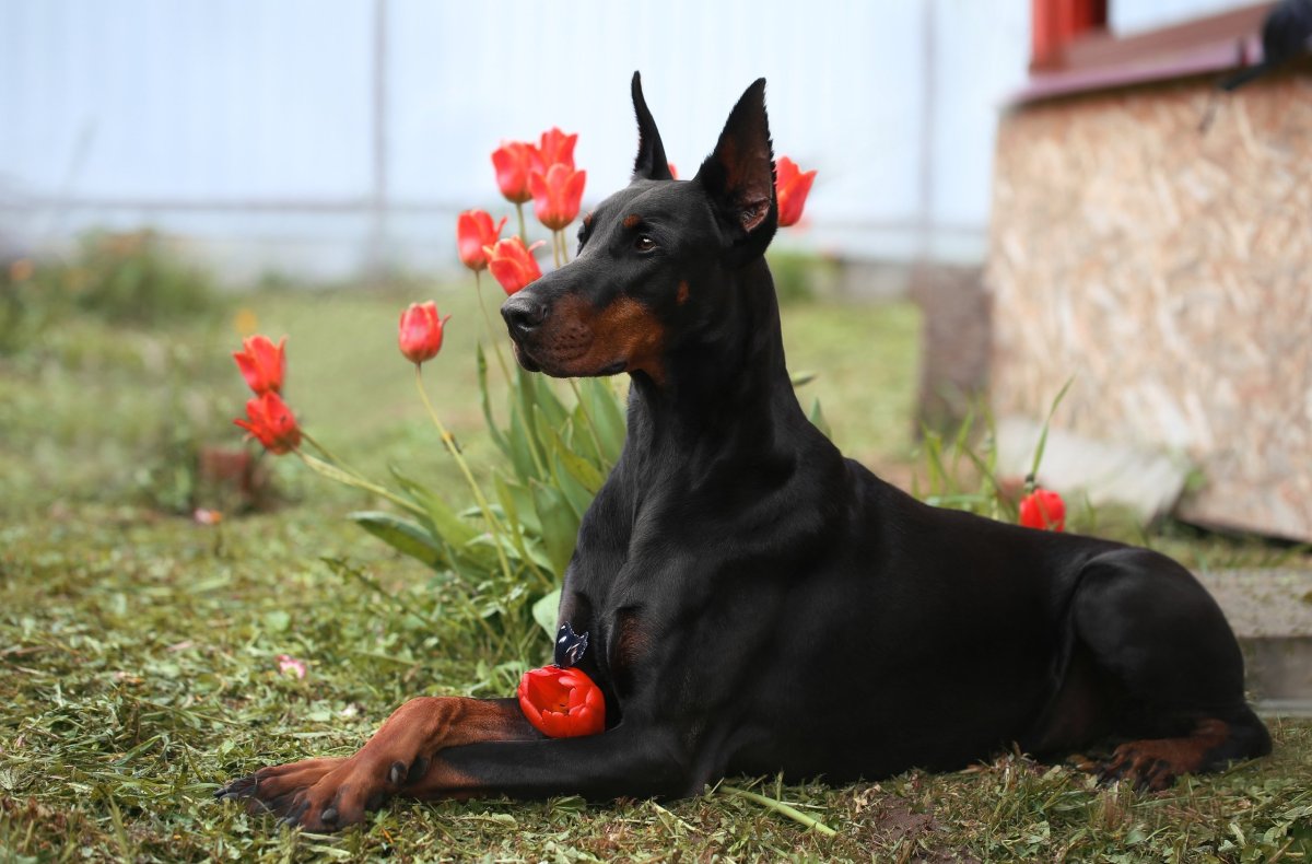 Чистокровный Доберман