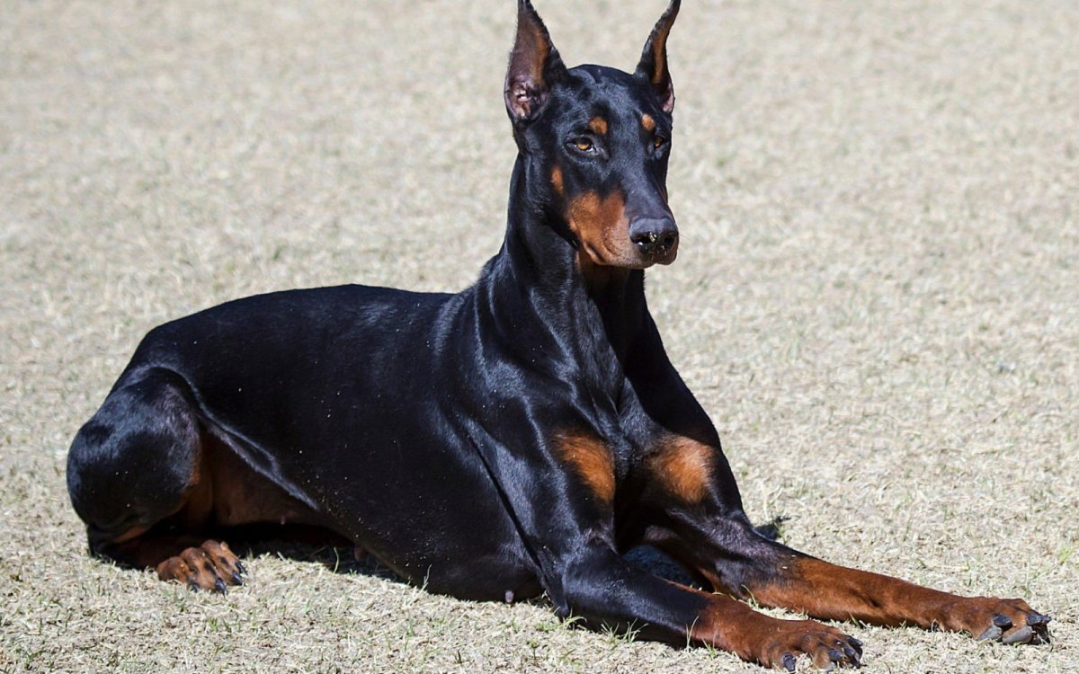 Доберман черно подпалый