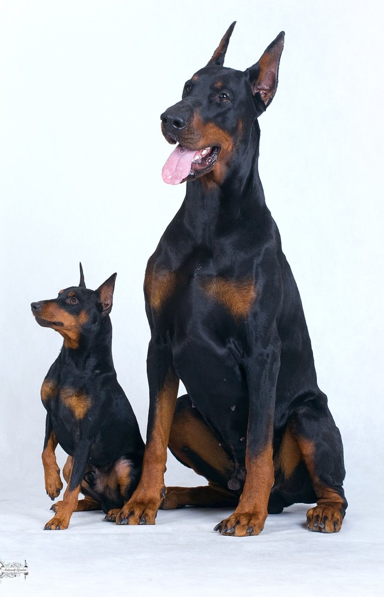Доберман пинчер Цвергпинчер