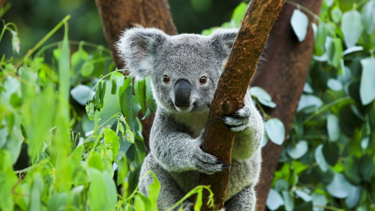 Сумчатые животные коала