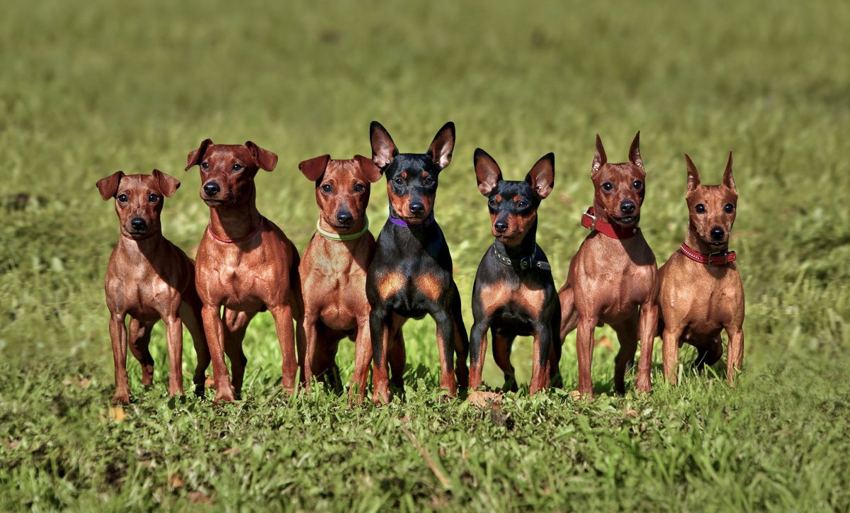 Мини Доберман Цвергпинчер рыжий