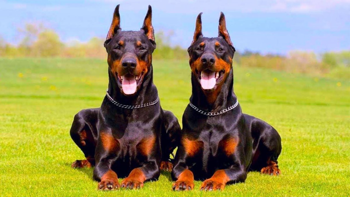 Доберман