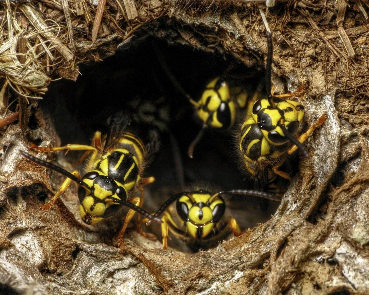 Оса Yellow Jacket