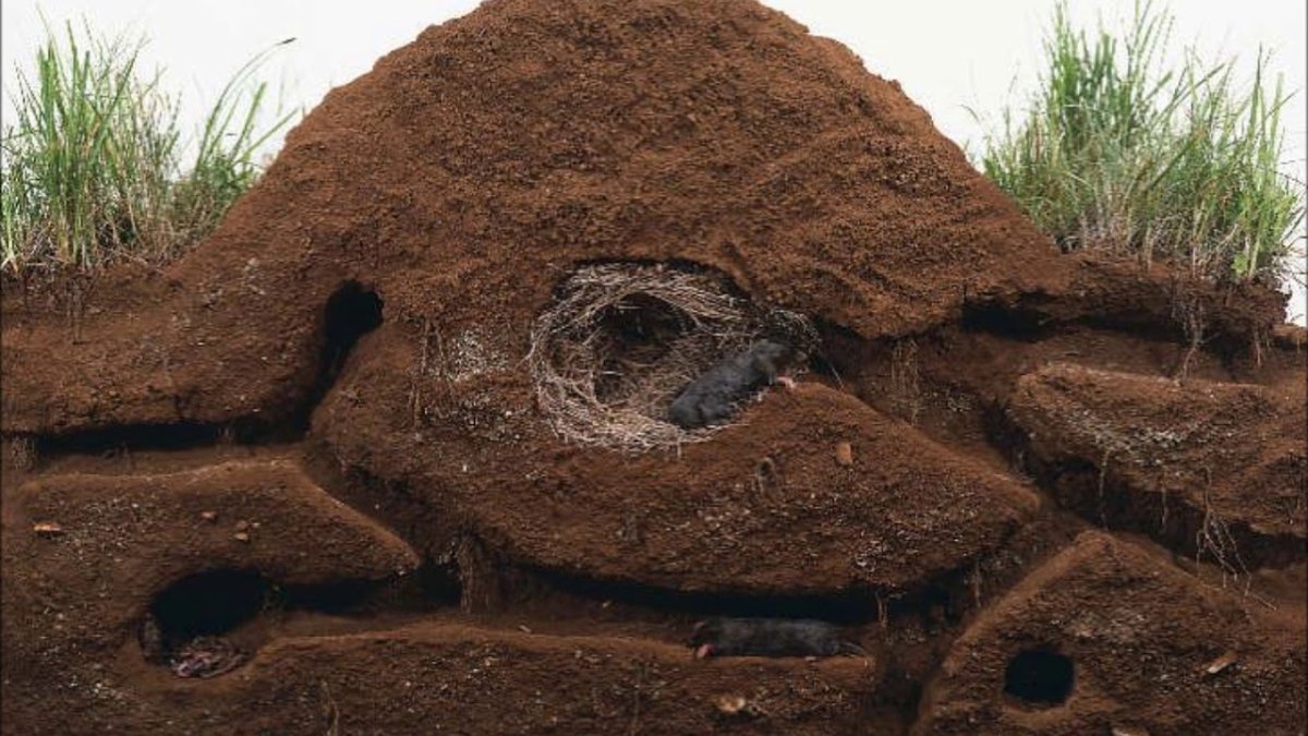 Vespa crabro гнездо