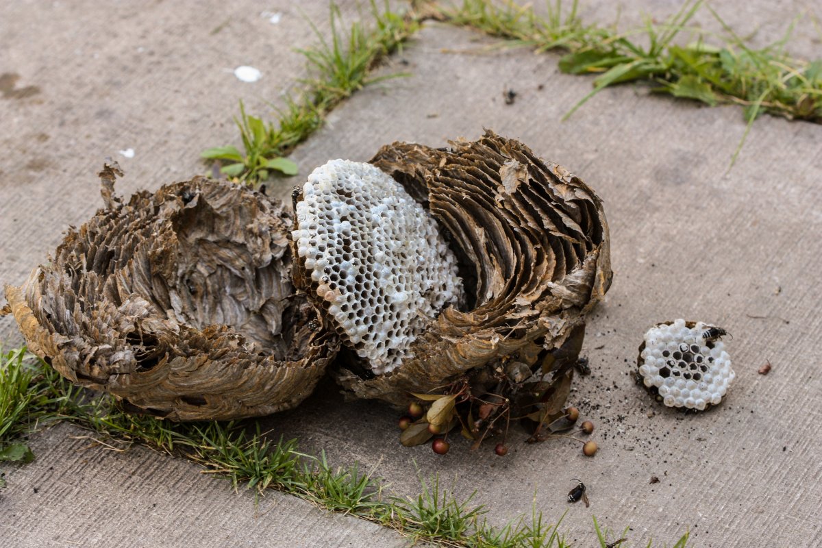 Гнездо шершней