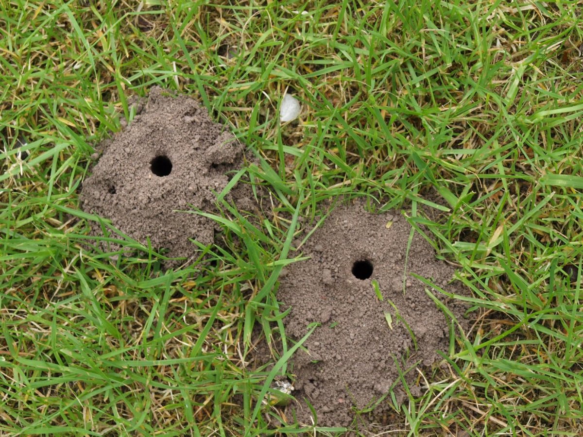 Земляные осы гнездо