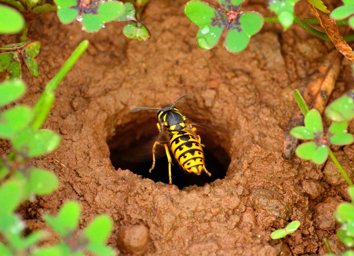 Земляные осы гнездо