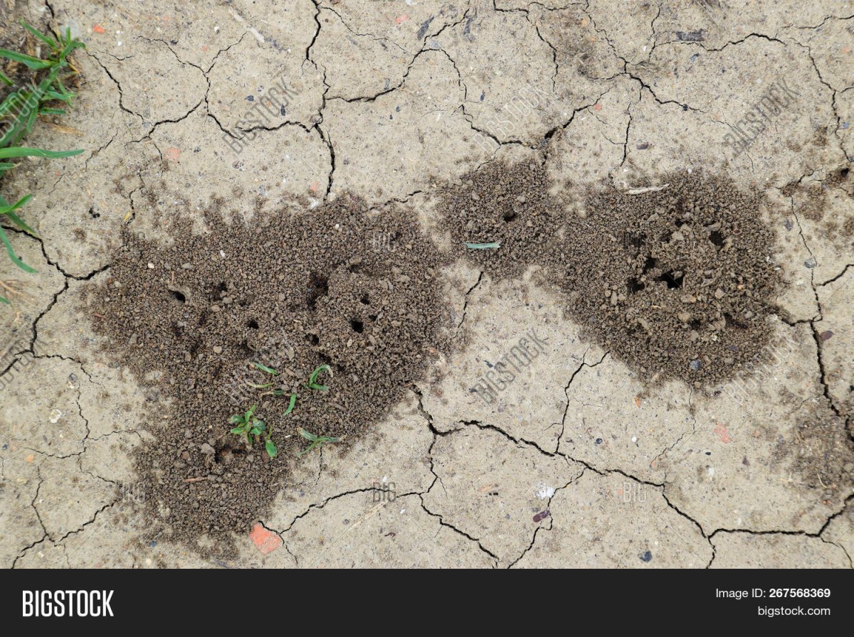 Осы на даче