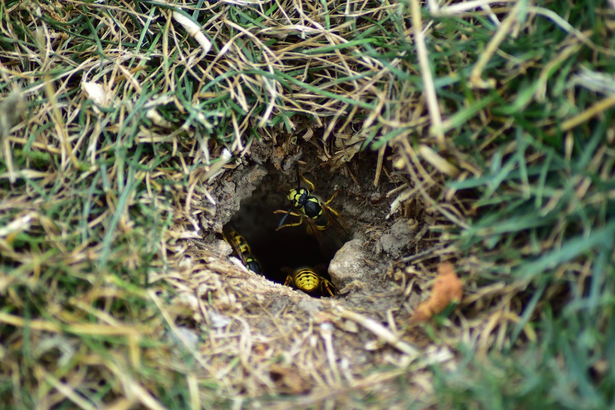 Ground Wasp Nest