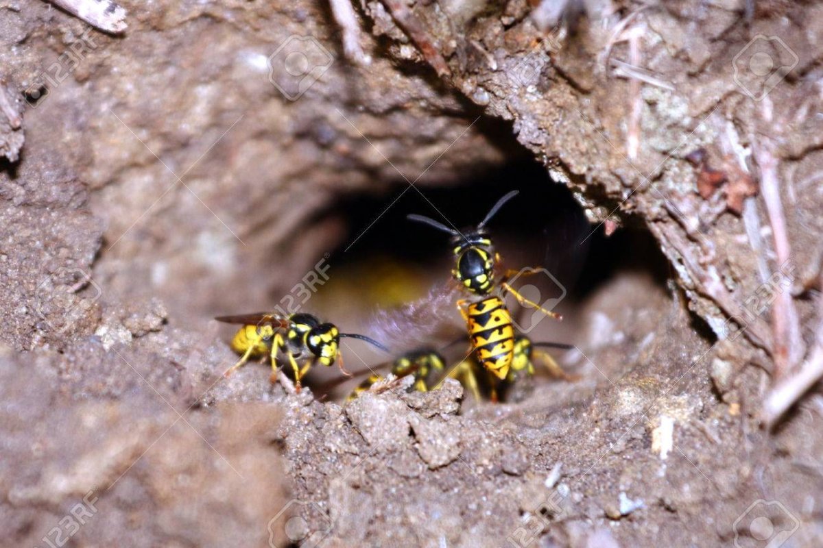 Шмелиное гнездо шмеля