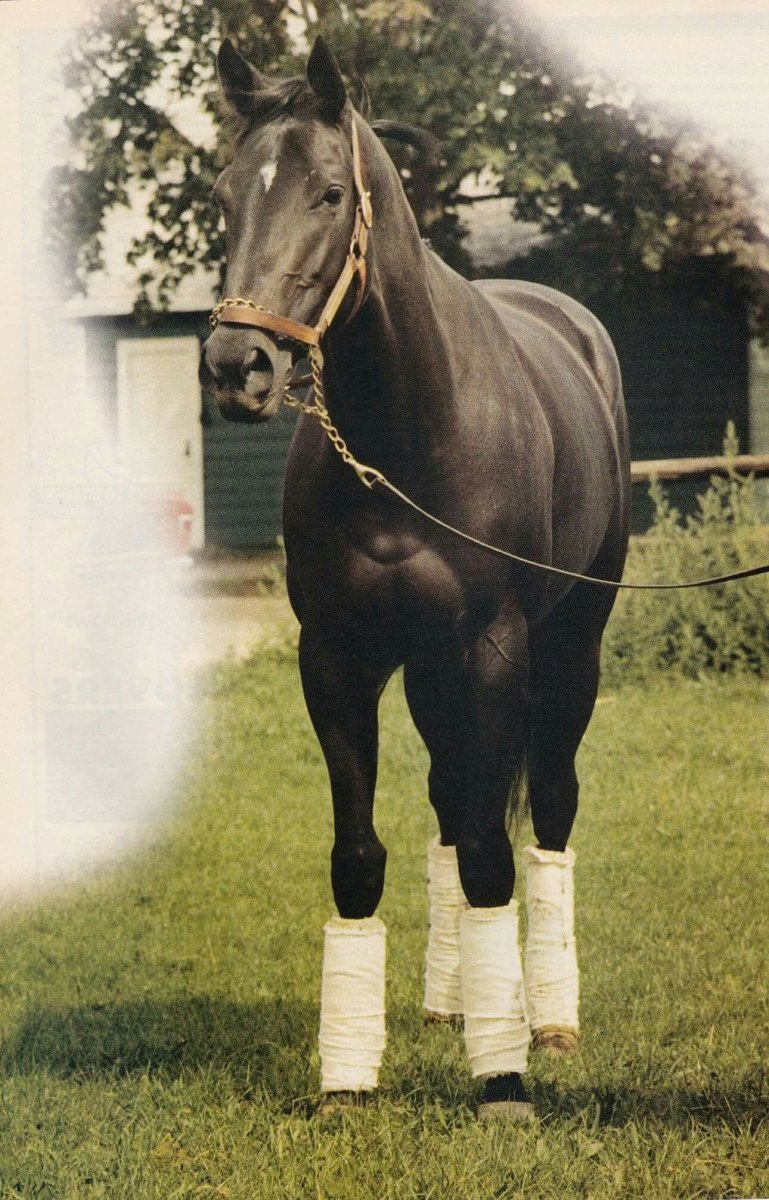 Резвый жеребец