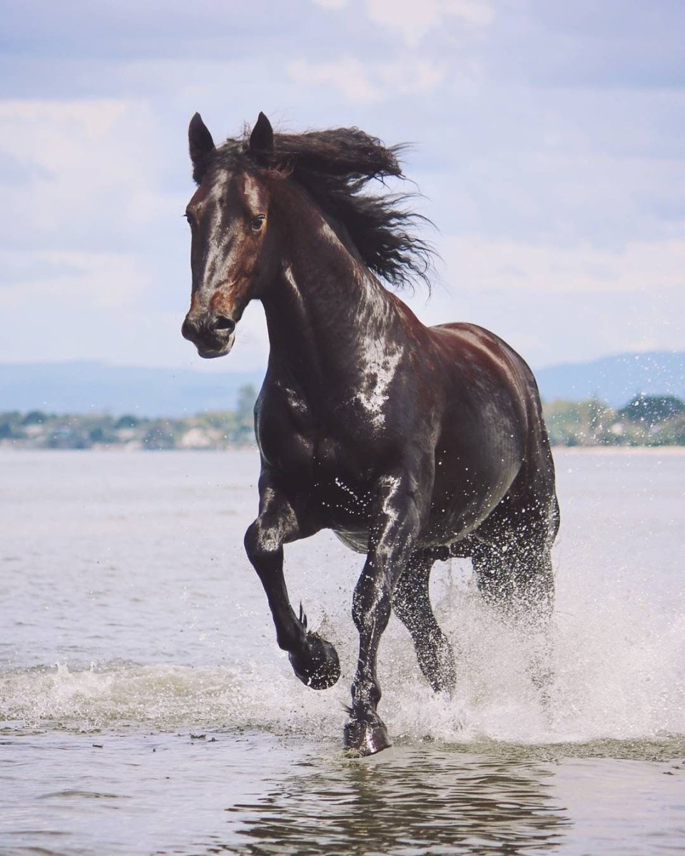 Резвый скакун