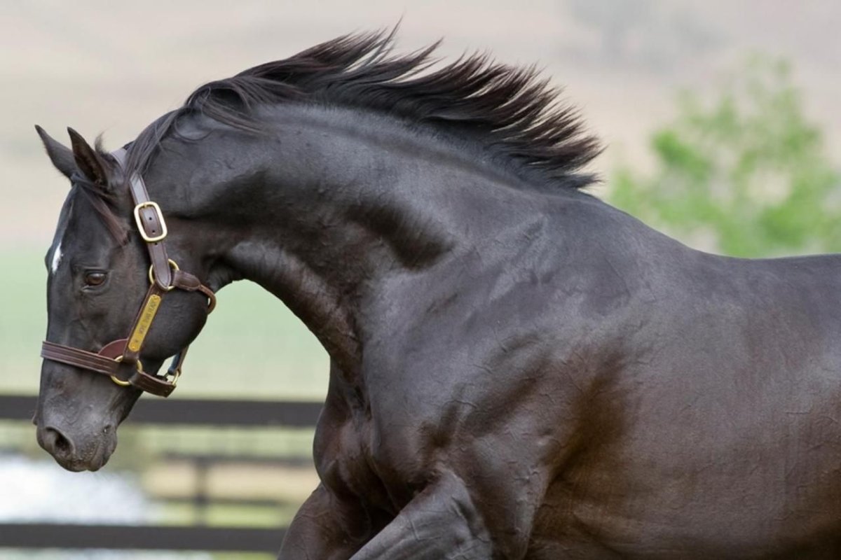 Американский рысак вороной