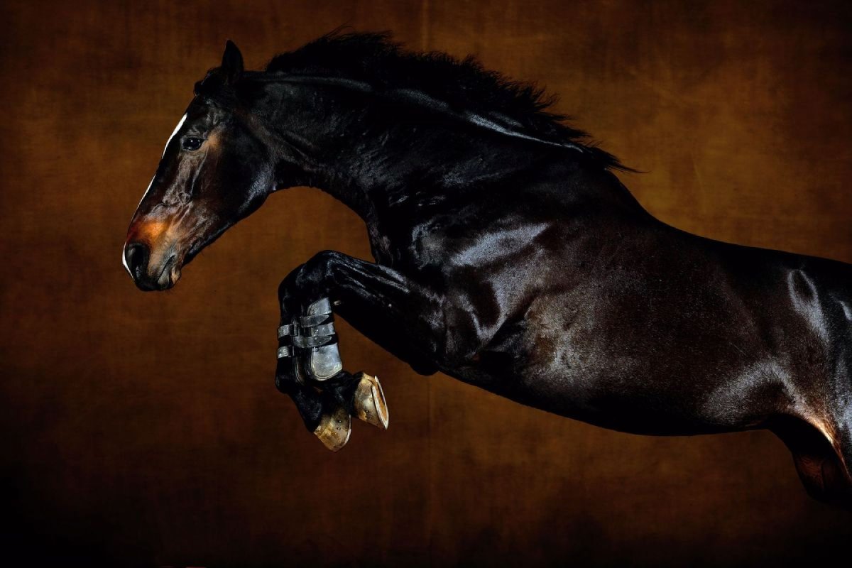 Картинки лошадей