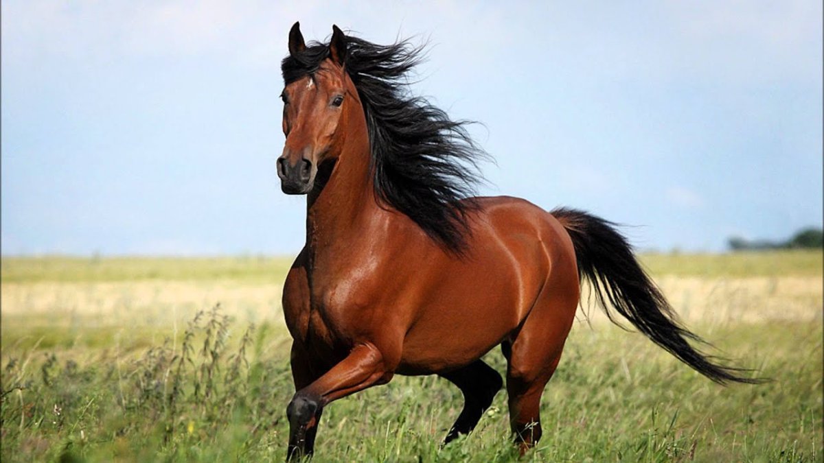 Травмы лошадей на скачках