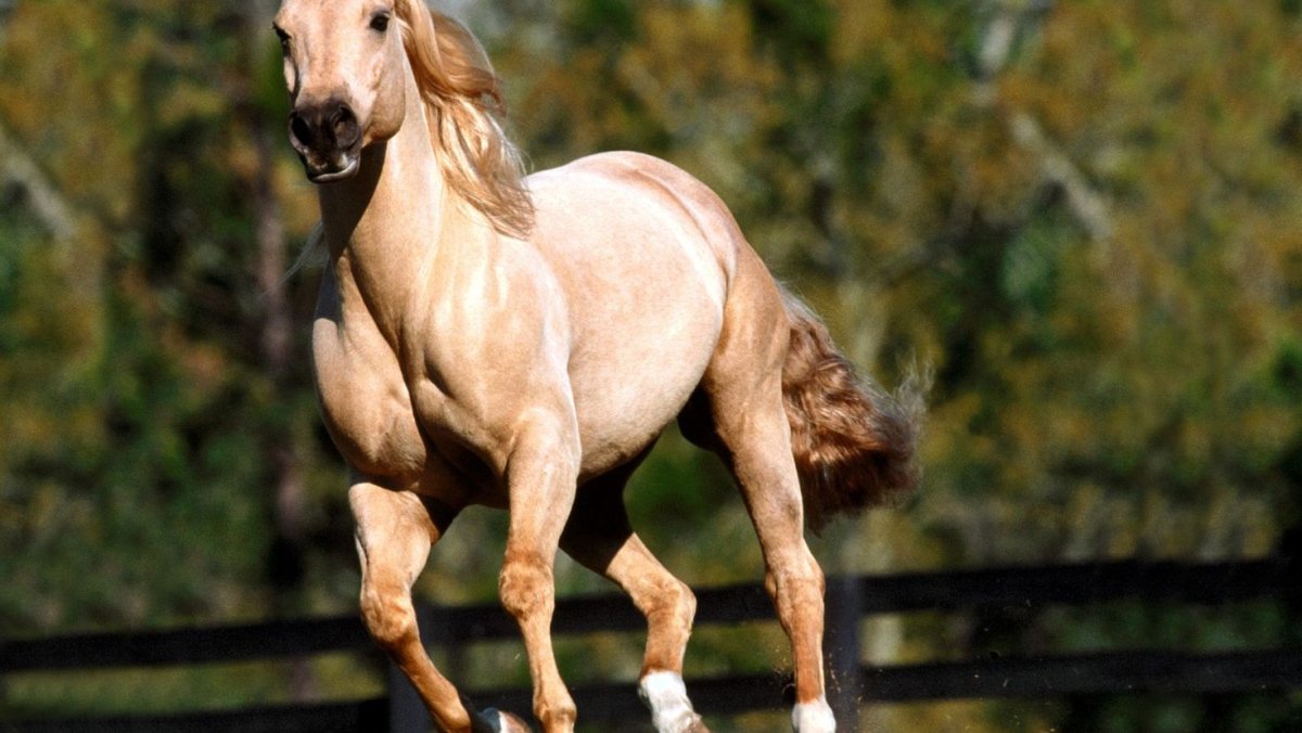 Скаковая лошадь секретариат